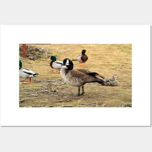 Canada Goose With Mallard Ducks Posters and Art